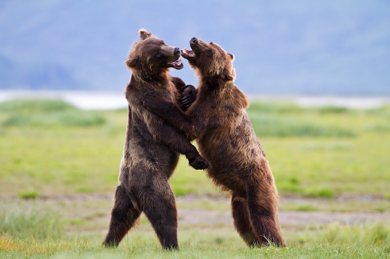 Grizzly Bears Fighting